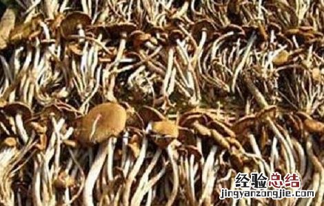 2018种植茶树菇赚钱吗知乎 2018种植茶树菇赚钱吗