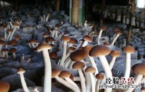 2018种植茶树菇赚钱吗知乎 2018种植茶树菇赚钱吗