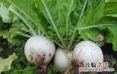 萝卜的种植方法与时间和方法 萝卜的种植方法与时间