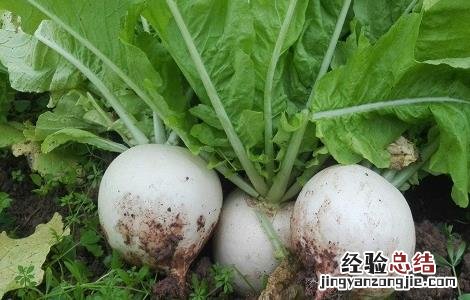 萝卜的种植方法与时间和方法 萝卜的种植方法与时间