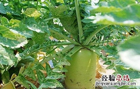 萝卜的种植方法与时间和方法 萝卜的种植方法与时间