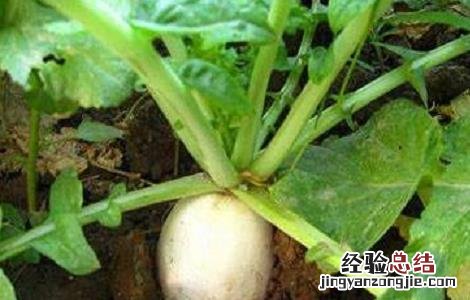 萝卜的种植方法与时间和方法 萝卜的种植方法与时间