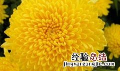 菊花诗句 菊花诗句经典名句赞美
