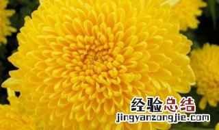 菊花诗句 菊花诗句经典名句赞美