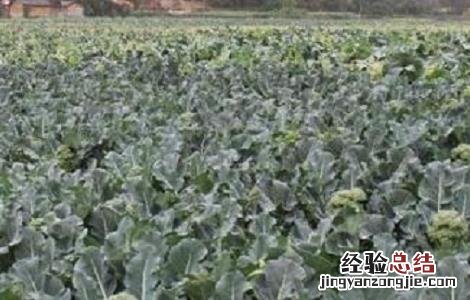 西兰花种植时间和方法 西兰花种植时间和方法视频