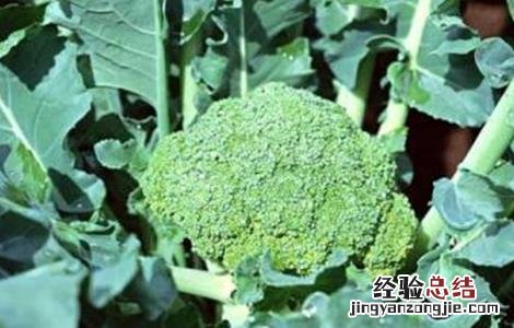 西兰花种植时间和方法 西兰花种植时间和方法视频