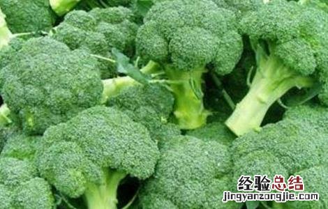 西兰花种植时间和方法 西兰花种植时间和方法视频
