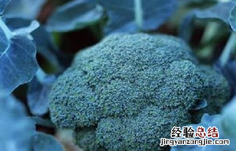 西兰花种植时间和方法 西兰花种植时间和方法视频