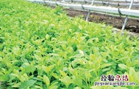 救心菜的种植方法 救心菜的种植方法视频