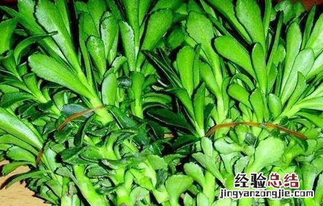 救心菜的种植方法 救心菜的种植方法视频