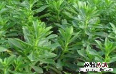 救心菜的种植方法 救心菜的种植方法视频