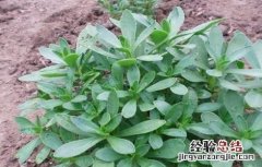 救心菜的种植方法 救心菜的种植方法视频