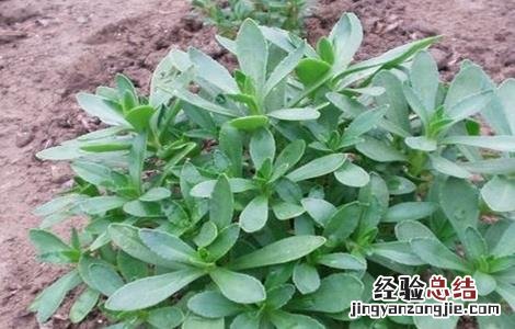 救心菜的种植方法 救心菜的种植方法视频
