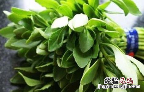 救心菜的种植方法 救心菜的种植方法视频