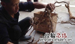 猕猴桃根的禁忌 猕猴桃根的禁忌和副作用