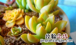 多肉黄丽什么时候开花 黄丽多肉什么时候可以开花