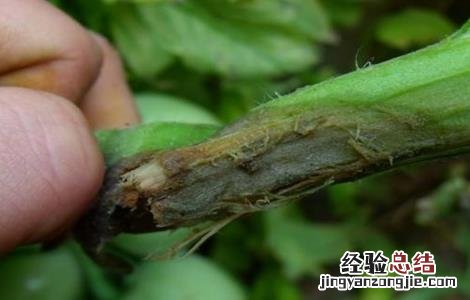 西红柿烂杆的原因及防治方法 西红柿烂杆的原因及防治方法是什么