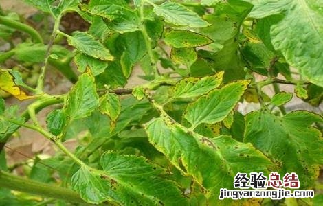 西红柿烂杆的原因及防治方法 西红柿烂杆的原因及防治方法是什么