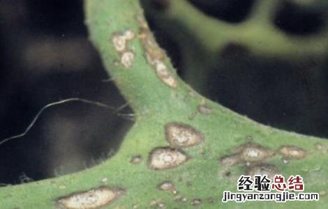 西红柿烂杆的原因及防治方法 西红柿烂杆的原因及防治方法是什么