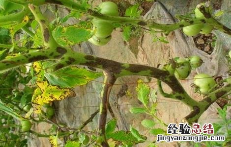 西红柿烂杆的原因及防治方法 西红柿烂杆的原因及防治方法是什么