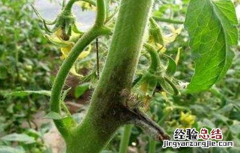 西红柿烂杆的原因及防治方法 西红柿烂杆的原因及防治方法是什么