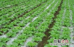 雪菜的种植时间和方法 雪菜什么季节种植