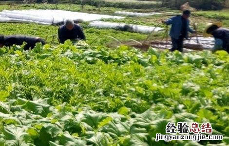 雪菜的种植时间和方法 雪菜什么季节种植