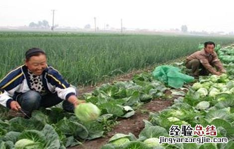 卷心菜的种植时间和方法 卷心菜的种植时间和收获时间