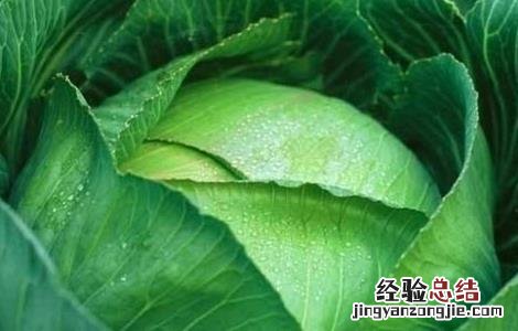 卷心菜的种植时间和方法 卷心菜的种植时间和收获时间