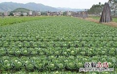 卷心菜的种植时间和方法 卷心菜的种植时间和收获时间