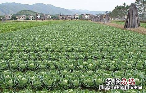 卷心菜的种植时间和方法 卷心菜的种植时间和收获时间