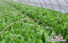 莴笋种植技巧和时间 莴笋的种植时间和方法