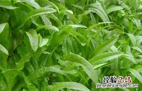 莴笋种植技巧和时间 莴笋的种植时间和方法