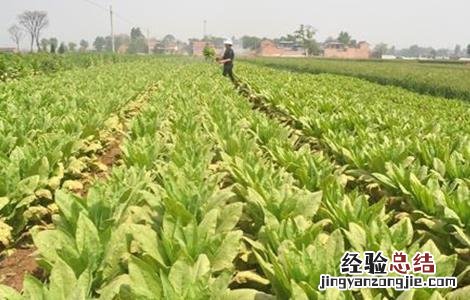 莴笋种植技巧和时间 莴笋的种植时间和方法