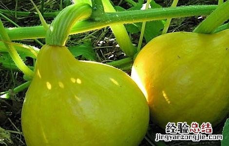 南瓜只开花不结瓜的原因及解决办法 南瓜只开花不结瓜的原因及解决办法视频