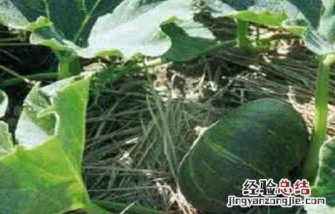 南瓜只开花不结瓜的原因及解决办法 南瓜只开花不结瓜的原因及解决办法视频