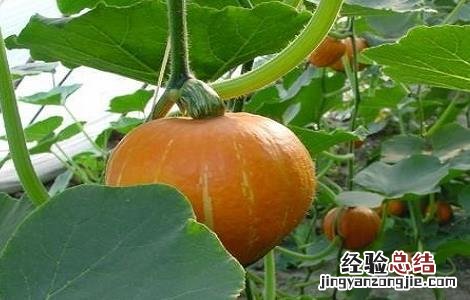 南瓜只开花不结瓜的原因及解决办法 南瓜只开花不结瓜的原因及解决办法视频