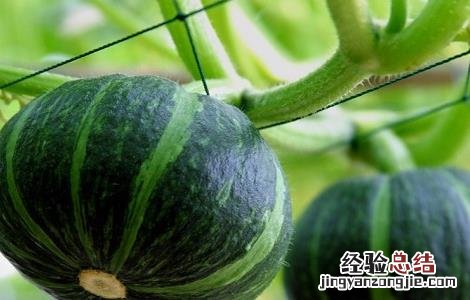 南瓜只开花不结瓜的原因及解决办法 南瓜只开花不结瓜的原因及解决办法视频
