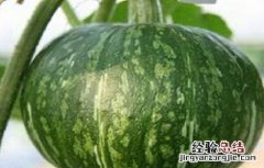 南瓜只开花不结瓜的原因及解决办法 南瓜只开花不结瓜的原因及解决办法视频
