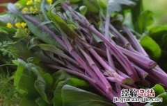 红菜苔的栽培技术 红菜苔的栽培技术与管理