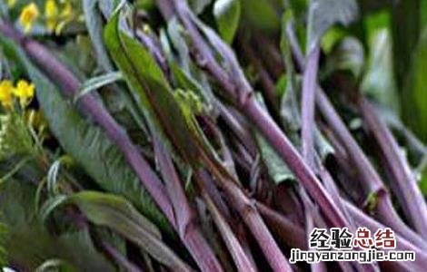红菜苔的栽培技术 红菜苔的栽培技术与管理