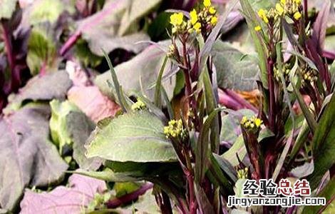 红菜苔的栽培技术 红菜苔的栽培技术与管理
