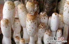 鸡腿菇菇栽培技术建议 鸡腿菇的种植时间以及种植方法