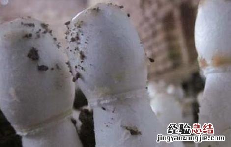 鸡腿菇菇栽培技术建议 鸡腿菇的种植时间以及种植方法