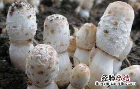 鸡腿菇菇栽培技术建议 鸡腿菇的种植时间以及种植方法