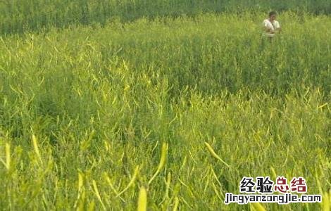 2018种黄花菜赚钱吗及市场前景如何 2018种黄花菜赚钱吗及市场前景