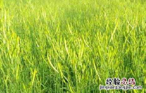 2018种黄花菜赚钱吗及市场前景如何 2018种黄花菜赚钱吗及市场前景