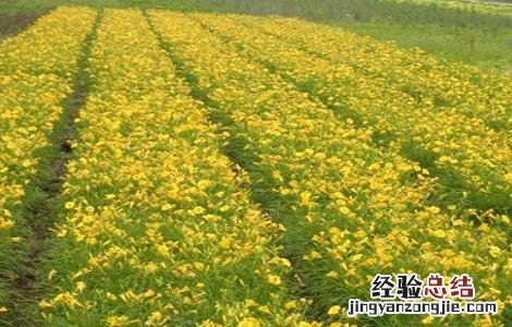 2018种黄花菜赚钱吗及市场前景如何 2018种黄花菜赚钱吗及市场前景