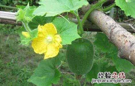 冬瓜的种植时间与方法 冬瓜的种植时间与方法视频教程