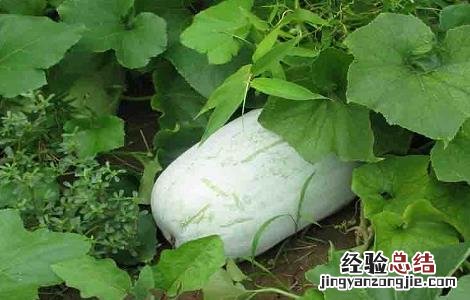 冬瓜的种植时间与方法 冬瓜的种植时间与方法视频教程